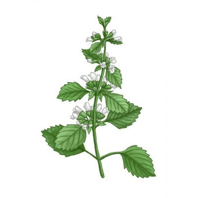 Lemon Balm