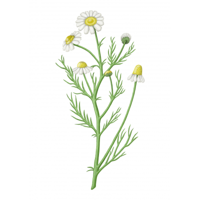 Chamomile