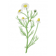 Chamomile